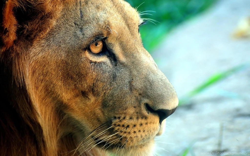 Lion Desktop Wallpapers Mac