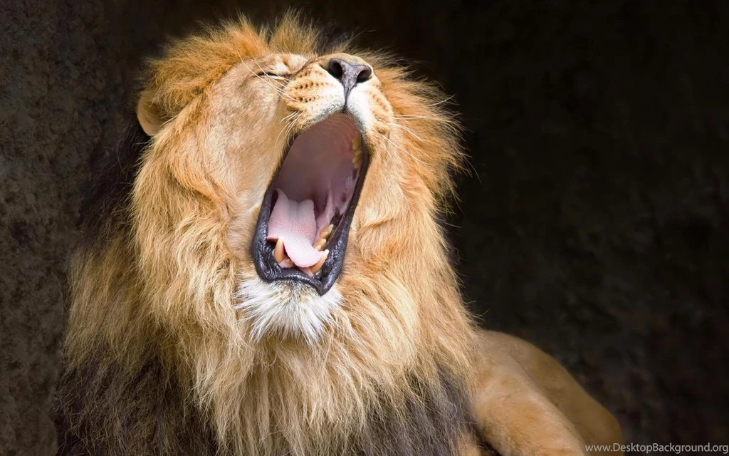 Desktop backgrounds lion wallpaper.jpg