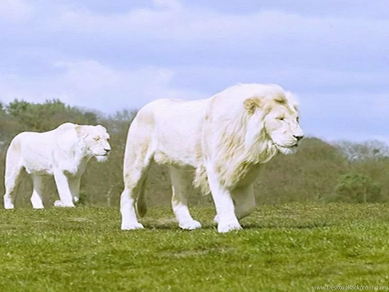 White Lion Wallpapers