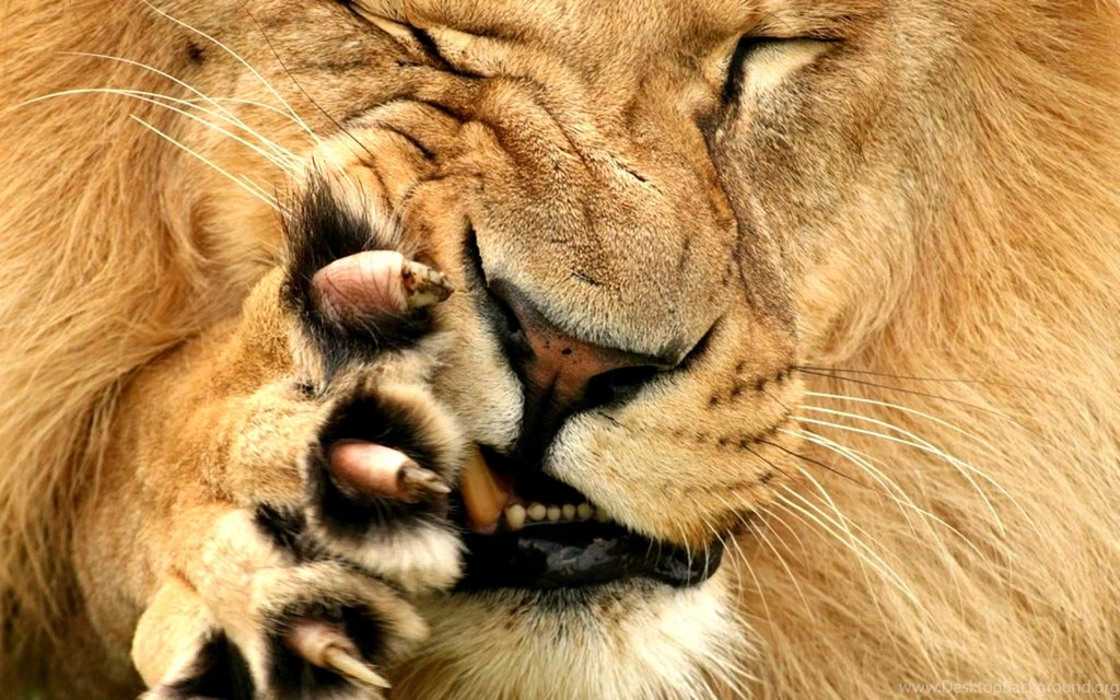 Lioness and lion pictures dowload.jpg