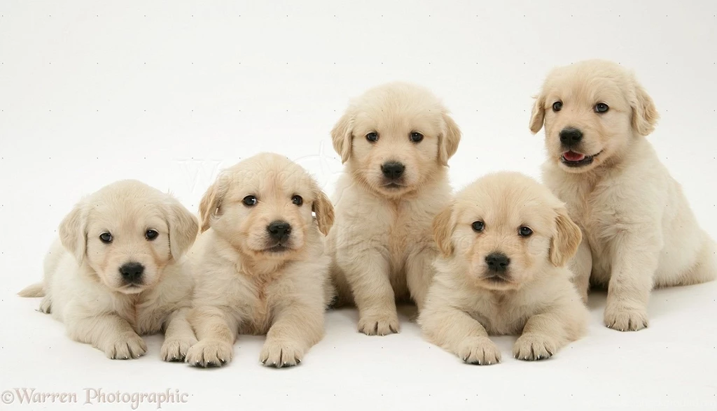13418 Golden Retriever Puppies White Backgrounds Jpg PowerballForLife