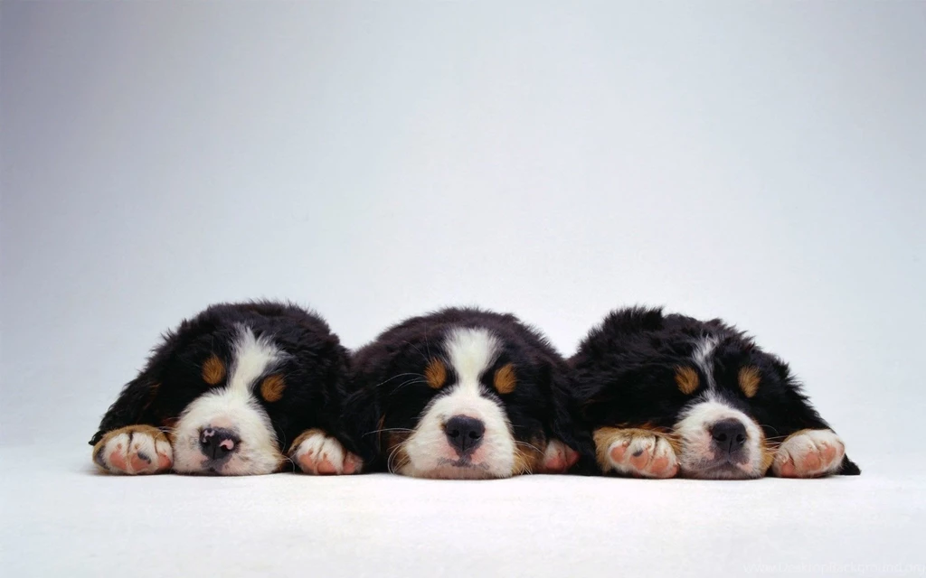 Cute Puppies Bernese Mountain Dog On A White Backgrounds Wallpapers ...