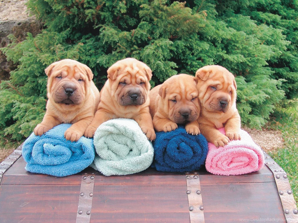 Free Wallpapers Sharpei Puppies Backgrounds