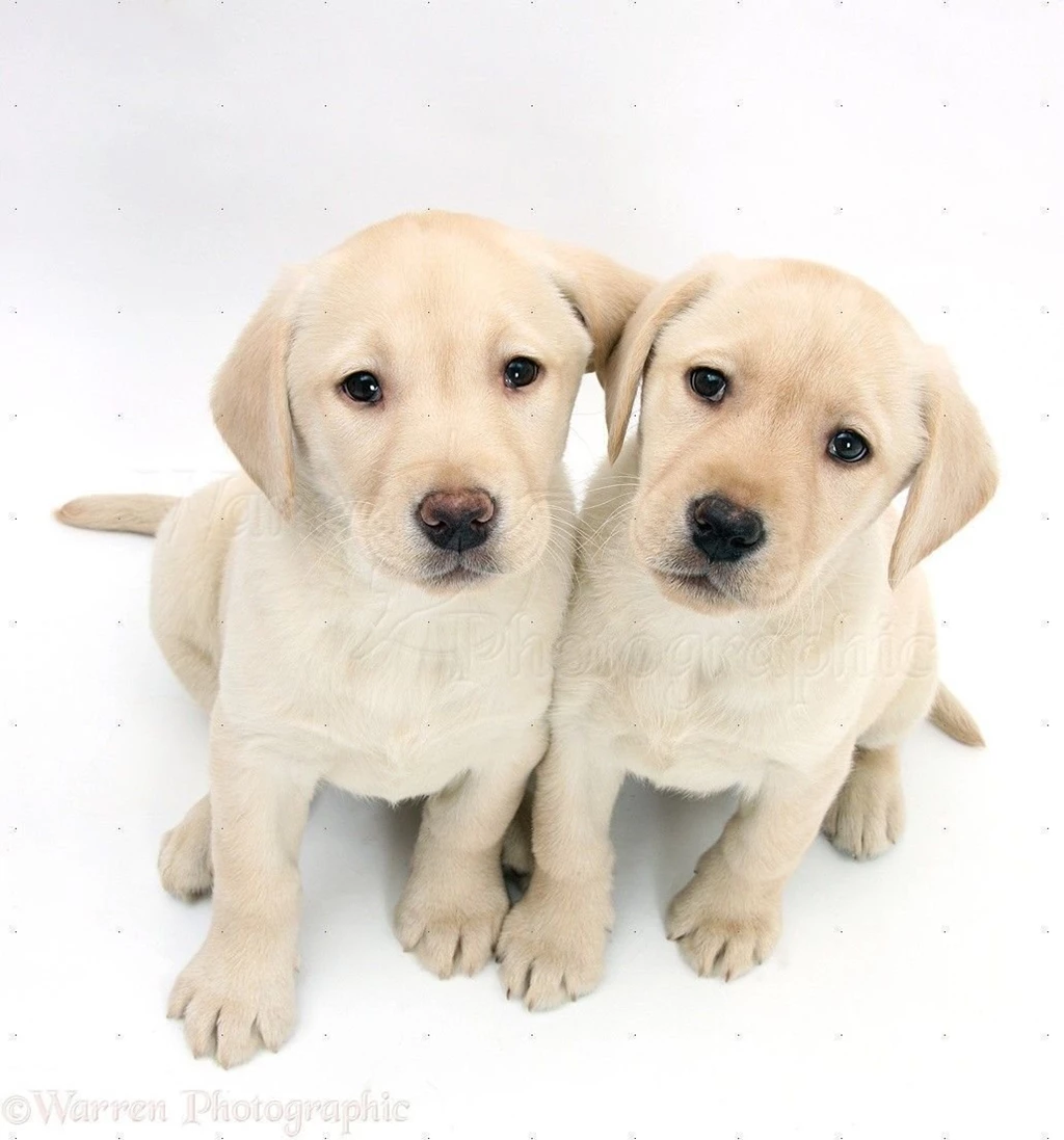 White Backgrounds Puppies Images And Pictures