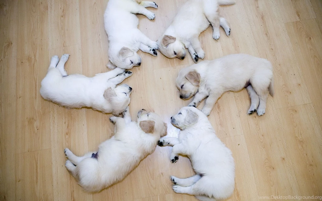 Cute Puppies Hd Desktop Backgrounds Wallpapers HD Free 500763 ...