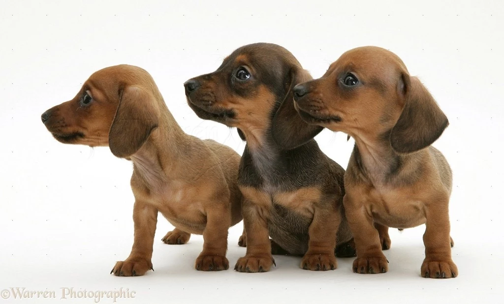 Dachshund Puppy Pictures HD Wallpapers Lovely