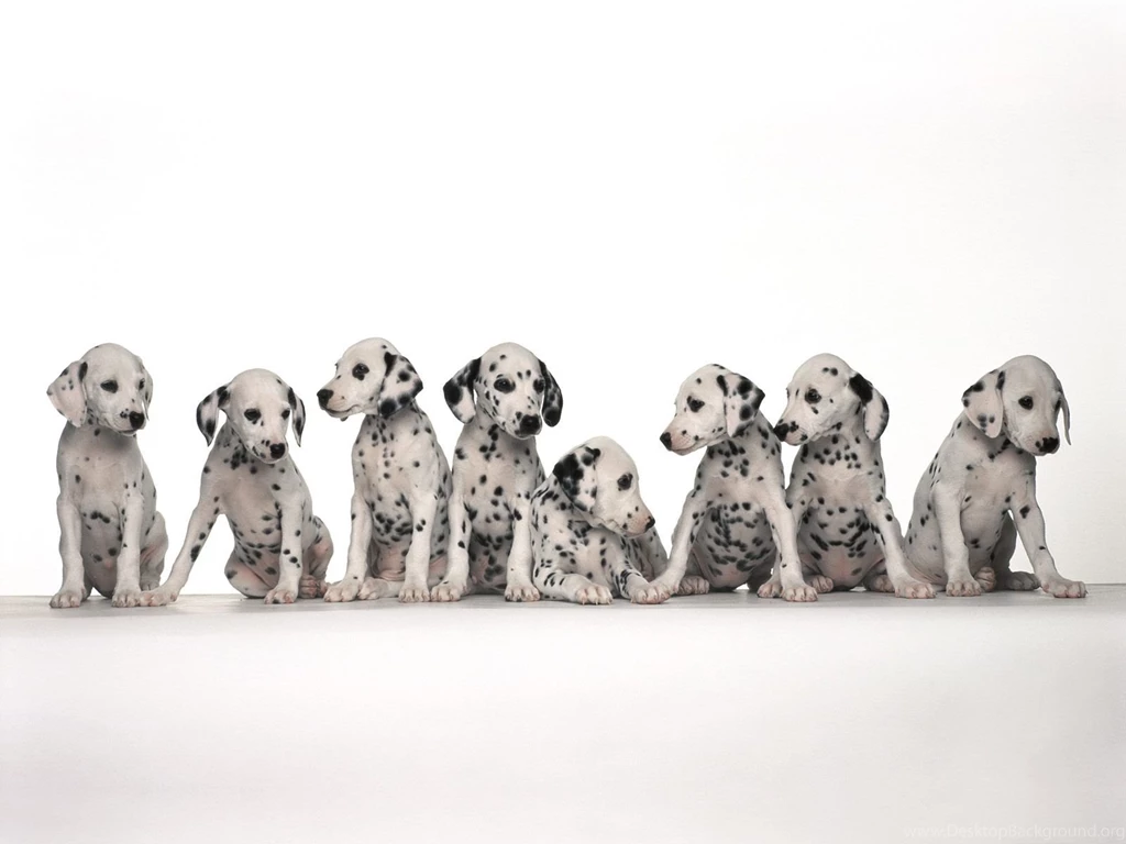Hd dalmatian puppies wallpaper.jpg