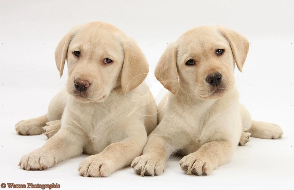 Yellow Labrador Retriever Puppies 9 Weeks Old White Backgrounds ...