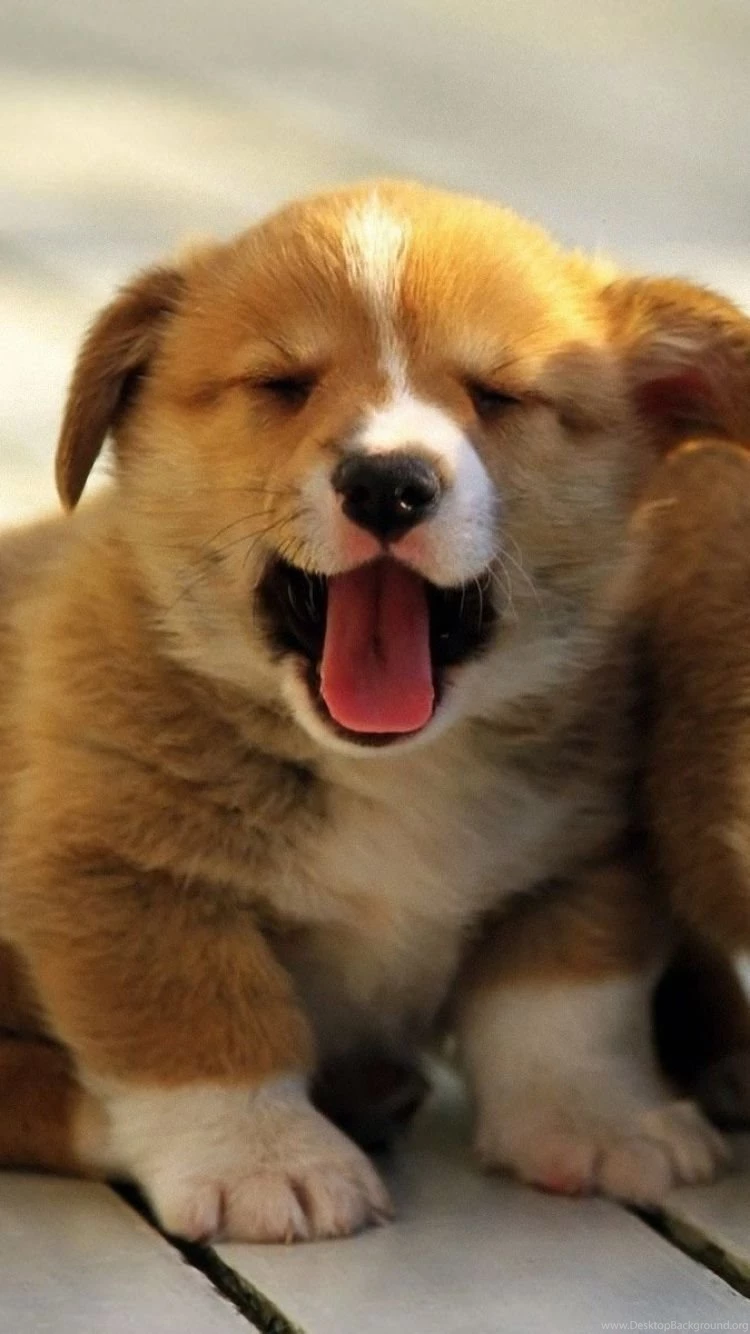 Download Wallpapers 750x1334 Corgi, Pembroke, Dogs, Puppies ...