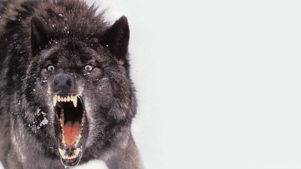 Black Wolf Wallpapers HD