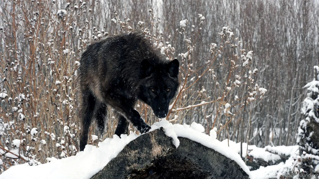 Black Wolf Wallpapers Wallpaper.