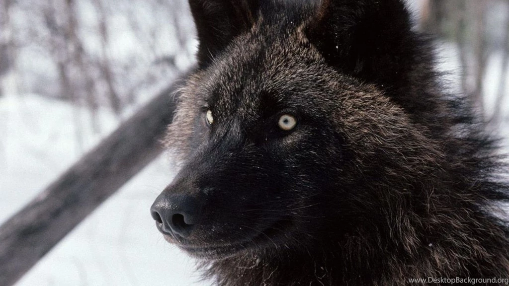 Black wolf image wallpaper.jpg