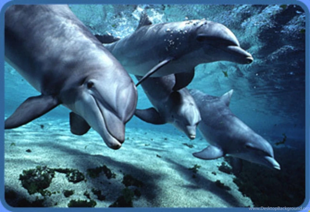 Undersea Backgrounds