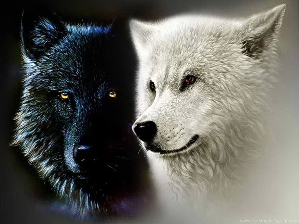 Black And White Wolf Yorkshire_rose Wallpapers (21570902) Fanpop