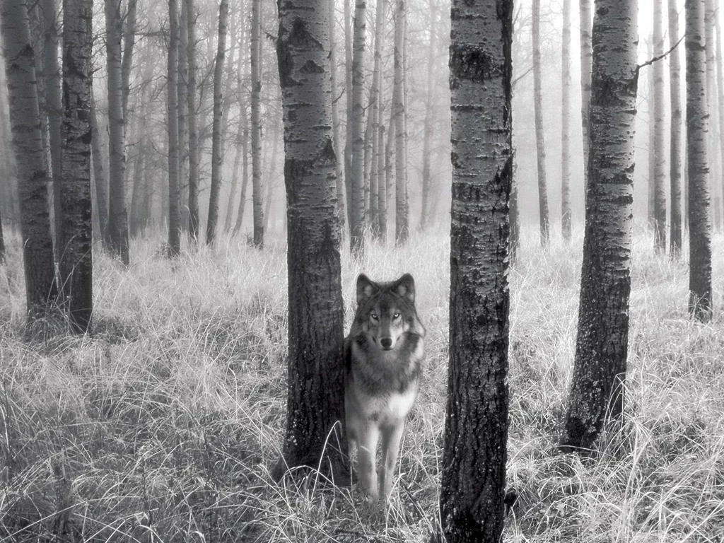 Download Gray Wolf Wallpapers: Animal By Free Download Best HD ...