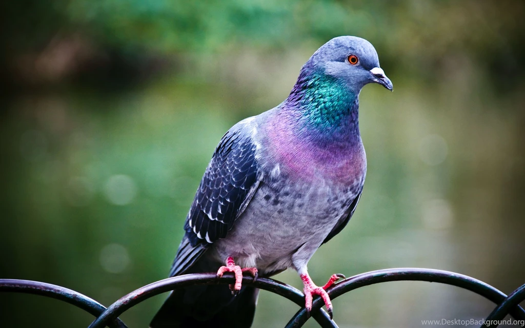 Pigeon New HD Wallpapers
