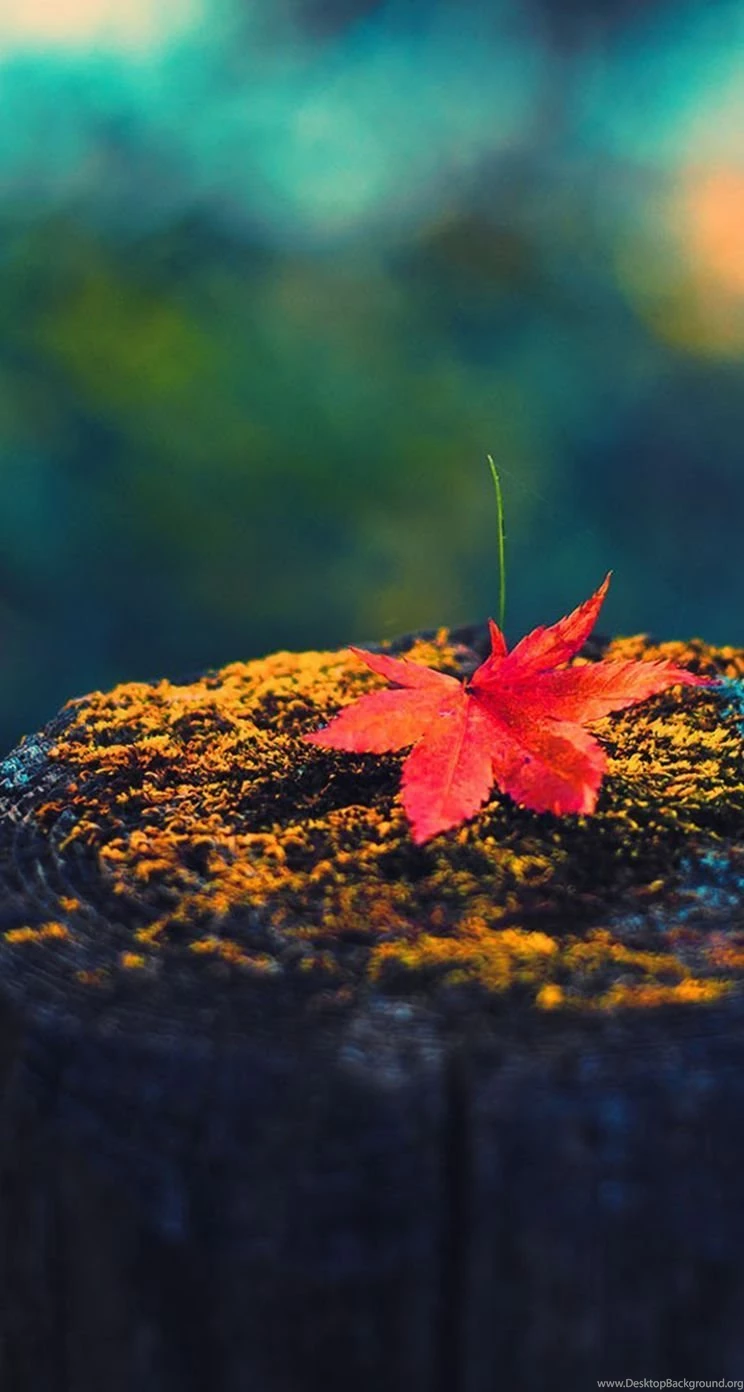Autumn iPhone 5s Wallpapers
