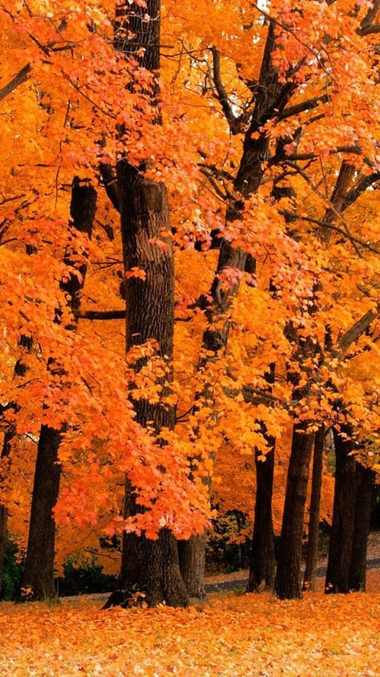 Fall iphone wallpaper 5.jpg