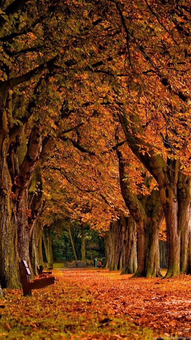 Autumn iPhone 5s Wallpapers