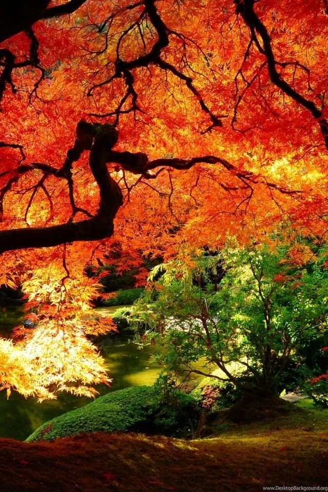 640x960 Maple In Autumn Iphone 4 Wallpapers