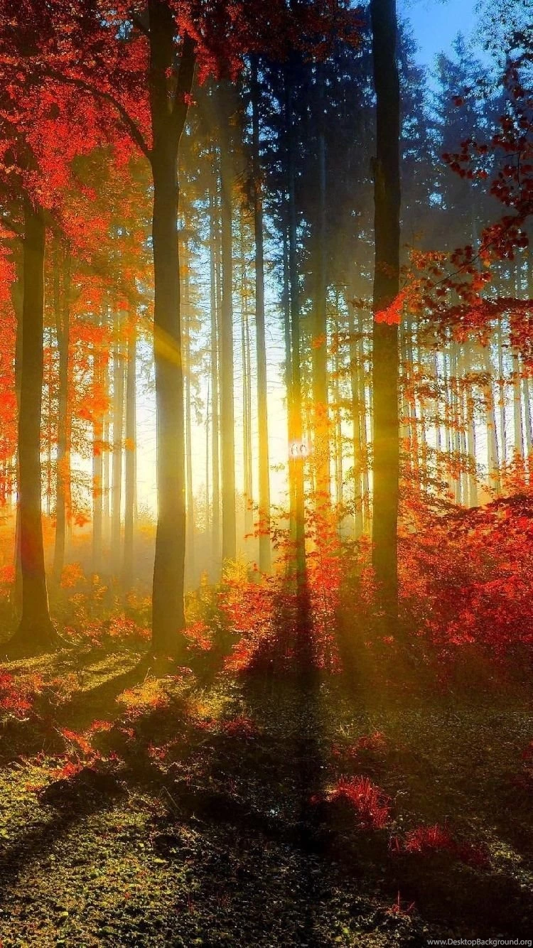 Autumn Free Iphone Wallpapers