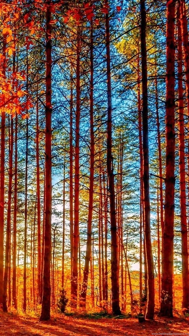 Autumn iPhone 5s Wallpapers