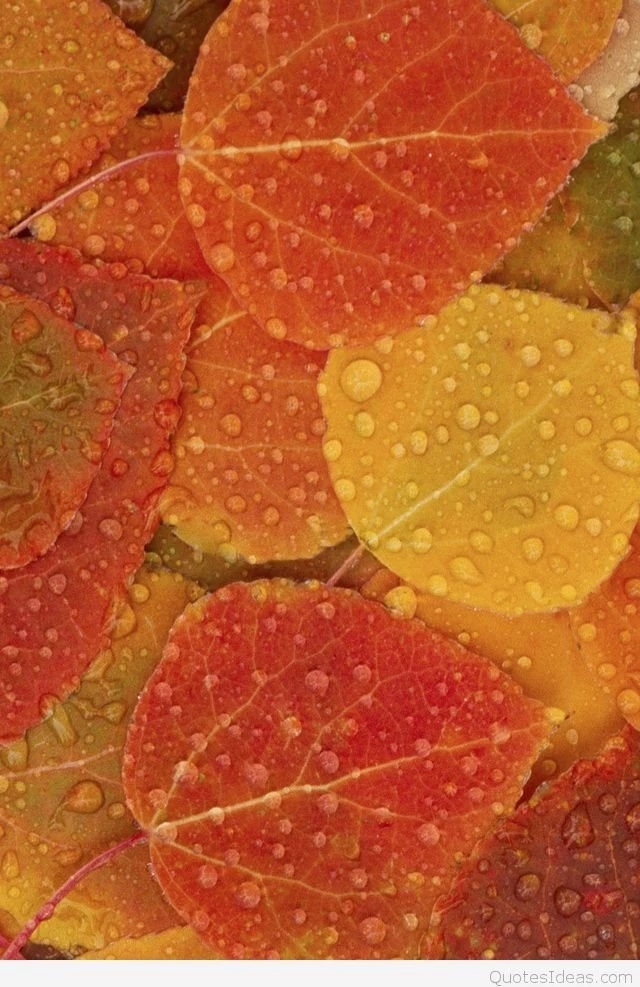 Best Autumn Backgrounds Quotes Images