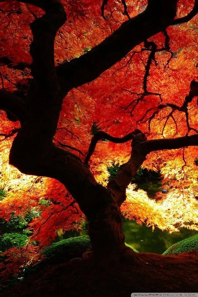 Beautiful Autumn HD Desktop Wallpapers : Mobile : Dual Monitor