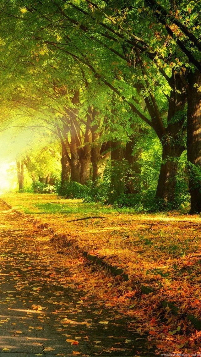 Autumn Path iPhone 5s Wallpapers Download