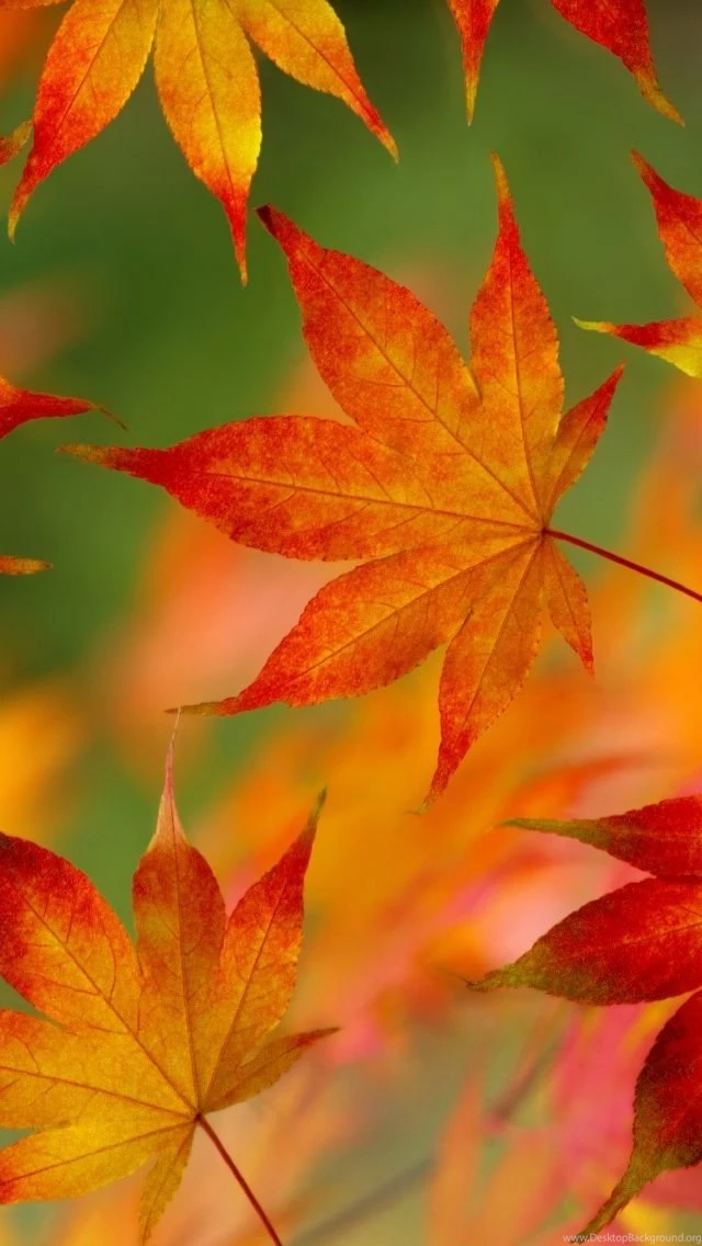 Autumn Leaf Pattern iPhone 5 Wallpapers (640x1136)