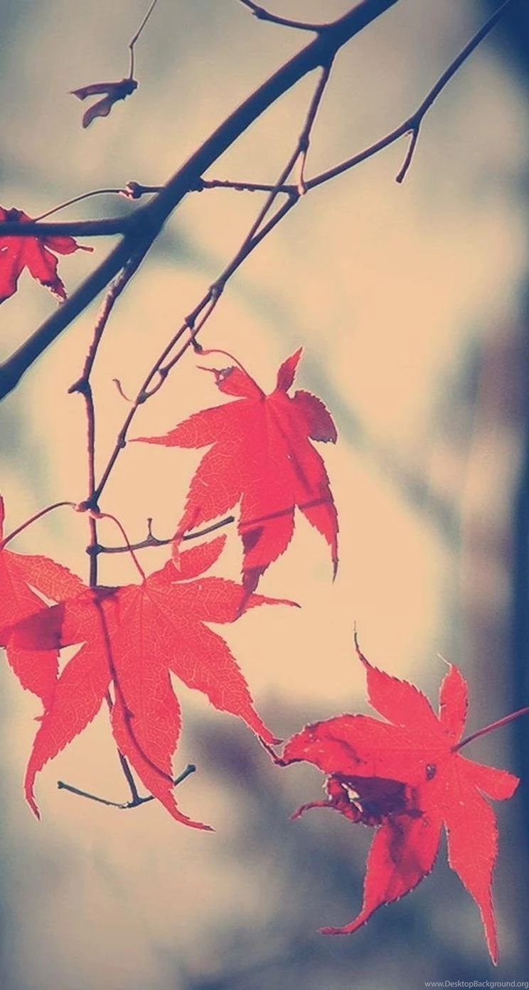 Autumn iPhone 5s Wallpapers