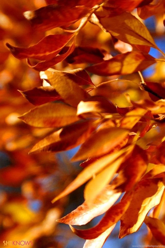 Iphone skin fall leaves.jpg