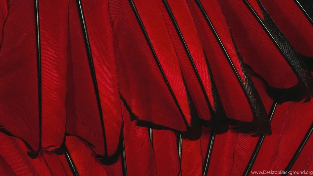 Download Wallpapers 1920x1080 Black, Red, Flower Full HD 1080p HD ...