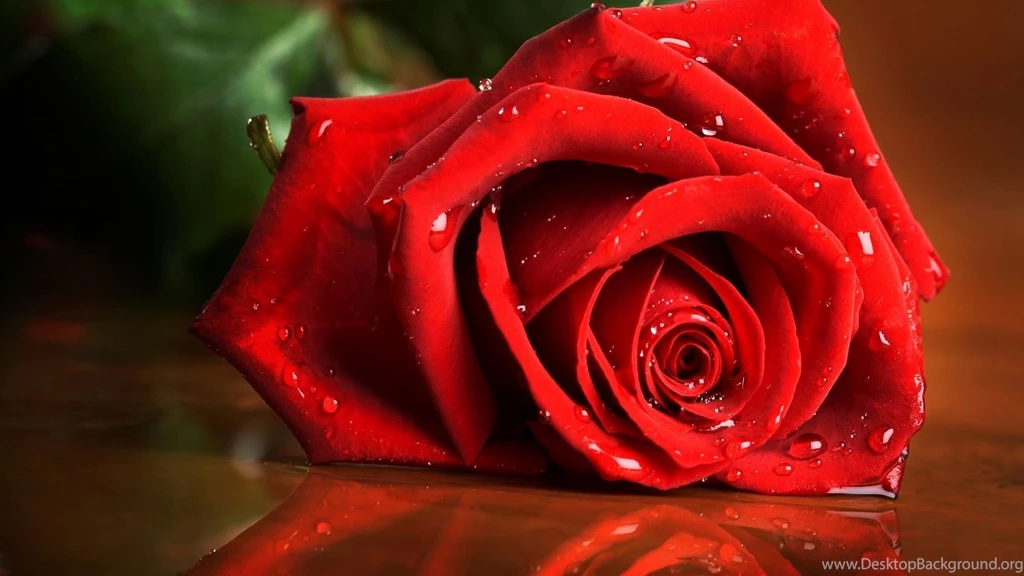 Download Valentines Day Red Rose Wallpapers 1080p   Free WordPress ...