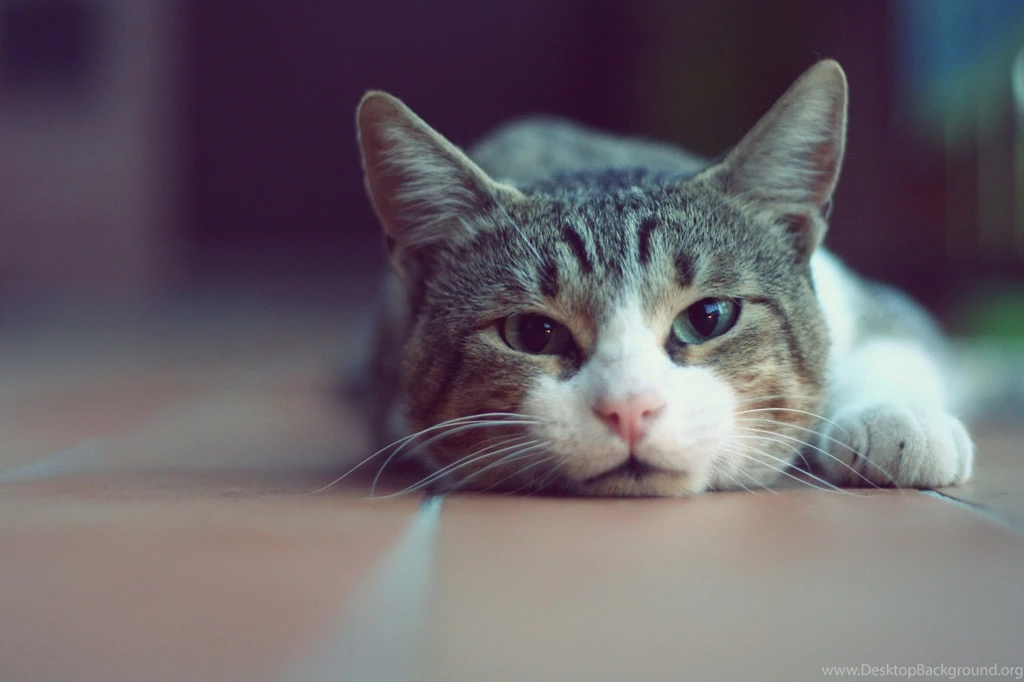 Beautiful Cat Wallpapers HD Pictures