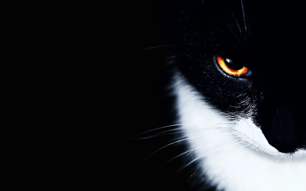 Cute Cat Hd Wallpapers Page 0