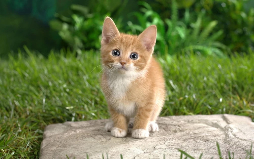 Cats HD Wallpapers