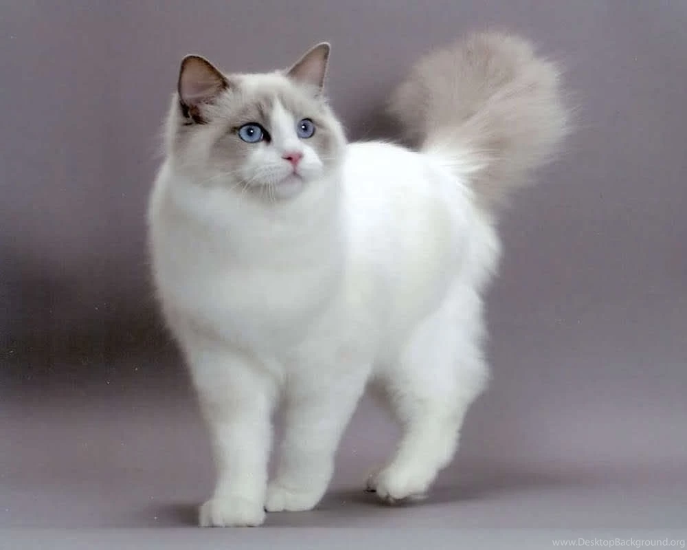 Persian Cat Hd Wallpapers
