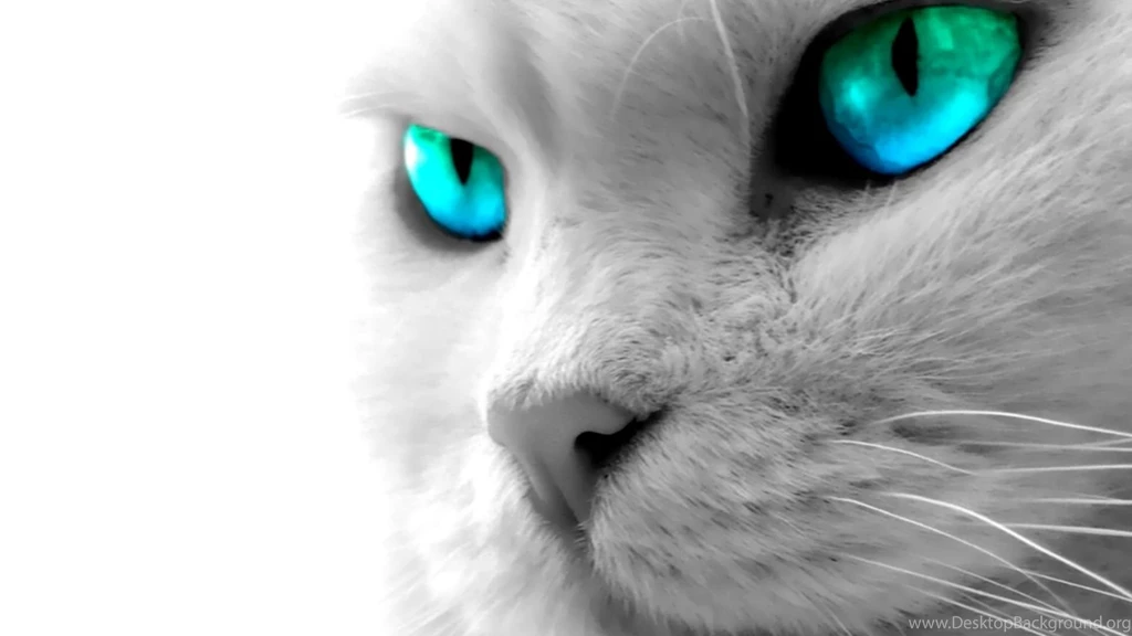 Download Cat Blue Eyes High Definition Wallpapers 1920x1080