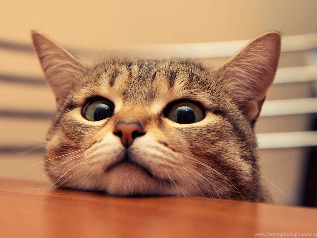 Funny Cat Wallpapers.jpg