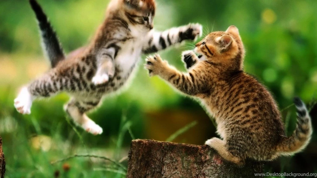 Cats