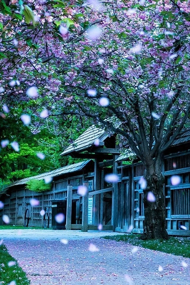 Mississauga Kariya Park Canada iPhone 4s Wallpapers Download ...