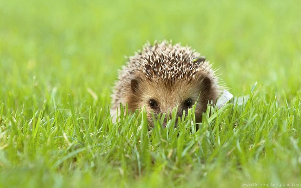 Hedgehog Wallpapers.jpg