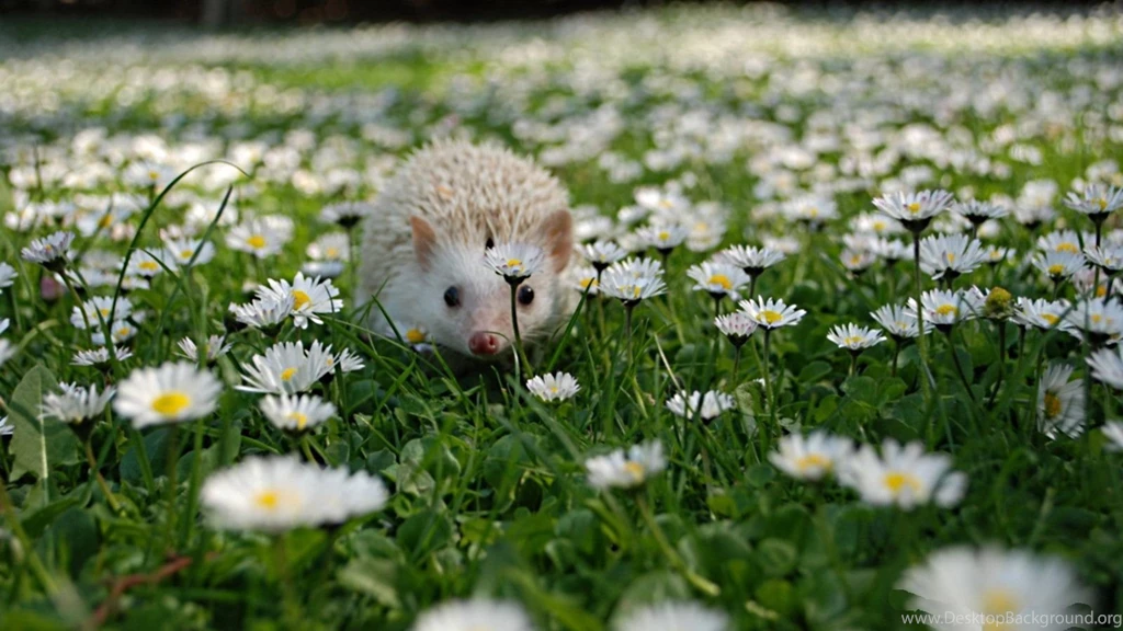 75 Hedgehog HD Wallpapers