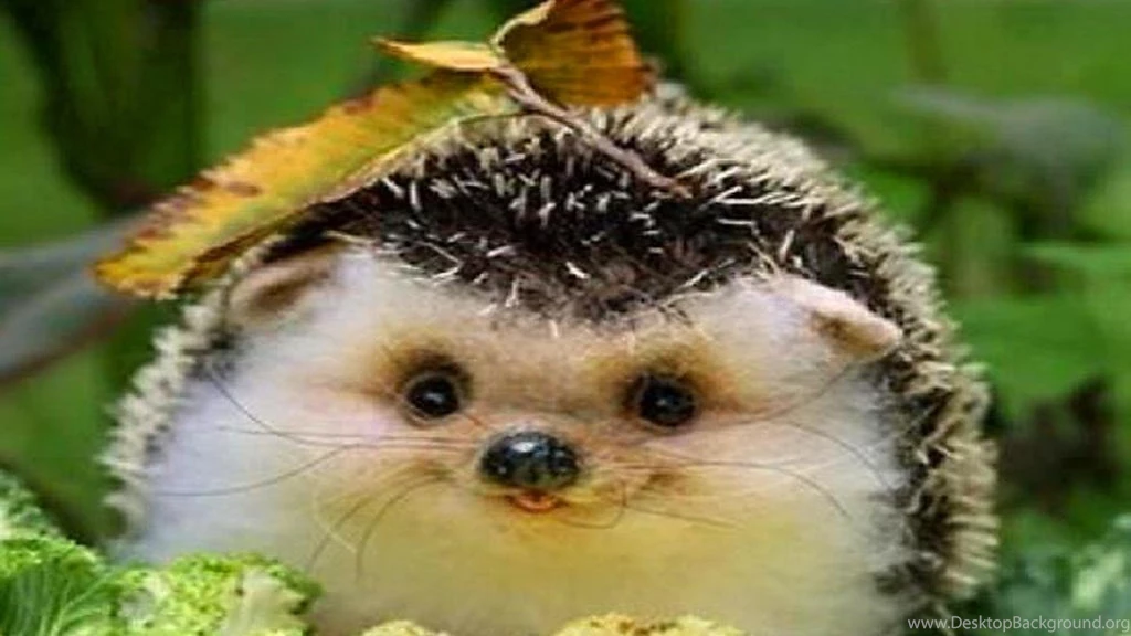 HARRY THE HEDGEHOG WALLPAPER (