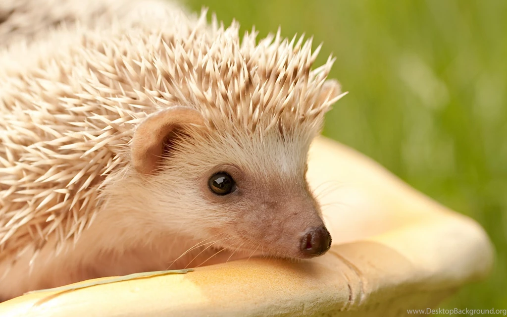 Hedgehog Wallpapers