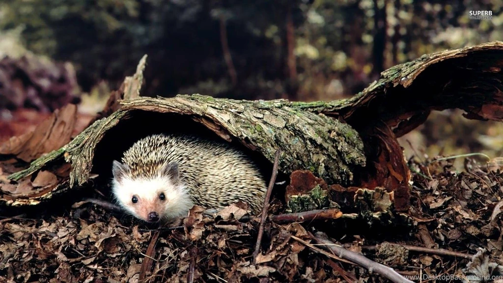 Hedgehog Wallpapers Minimalistic Wallpapers