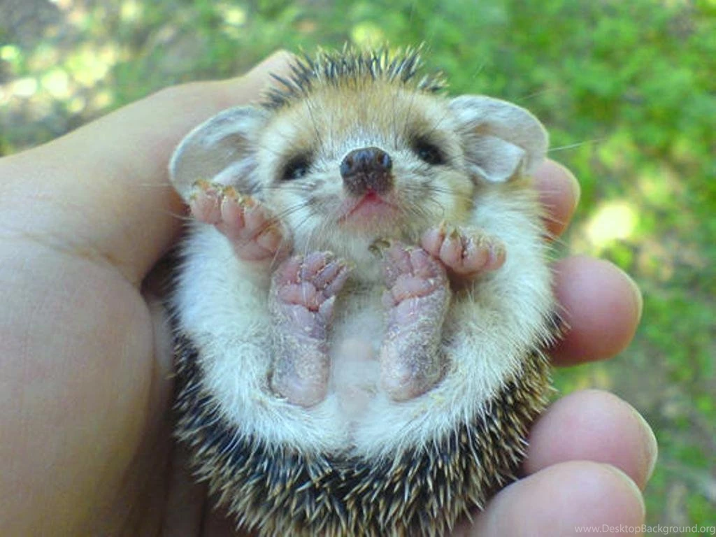 Baby Hedgehog HD Wallpapers.jpg