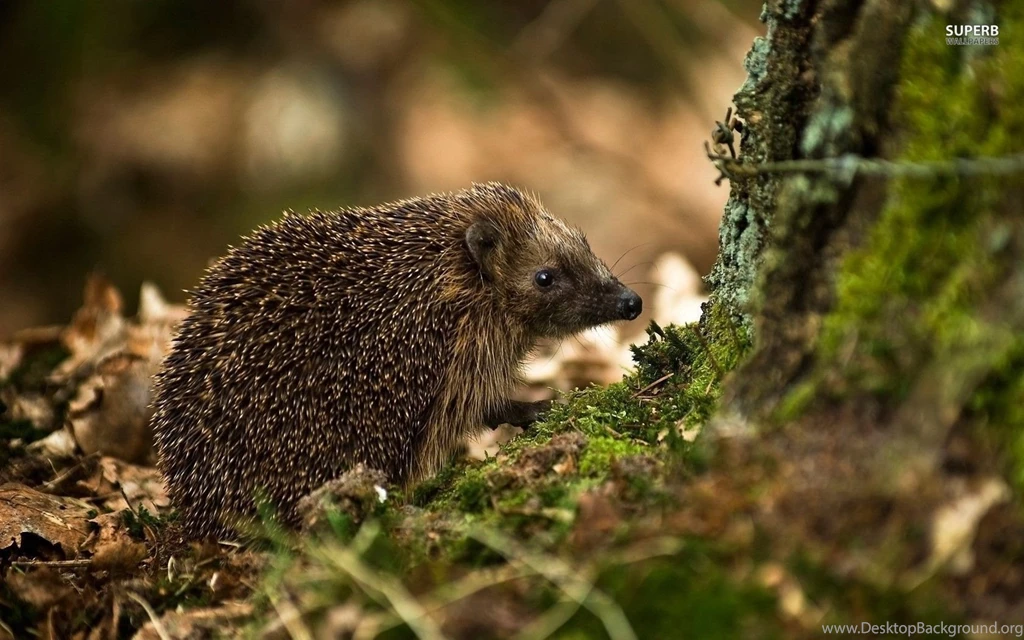 Hedgehog Wallpapers Animal Wallpapers