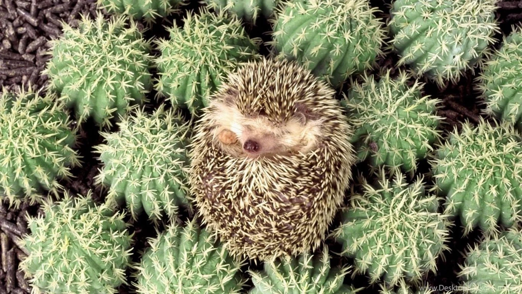 Download Wallpapers 1366x768 Hedgehog, Cactus, Spines, Lie Laptop ...